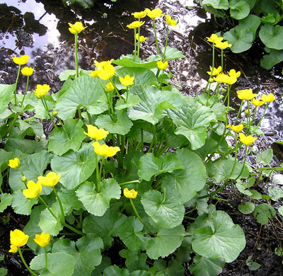 Sumpfdotterblume, Caltha palustris